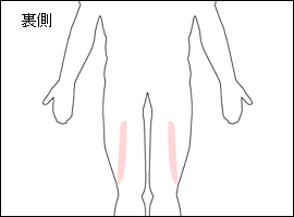 大腿二頭筋の位置図