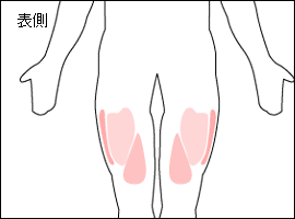 大腿四頭筋の位置図