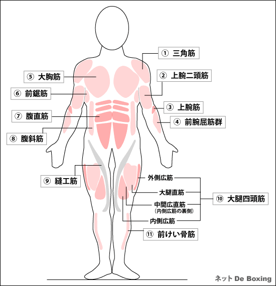 筋肉図（表側）