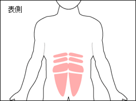 腹直筋の位置図