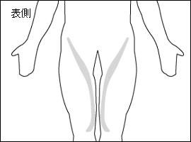 縫工筋の位置図