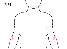 上腕筋の位置図