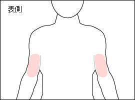 上腕二頭筋の位置図
