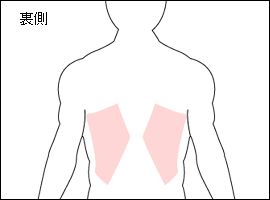 広背筋の位置図