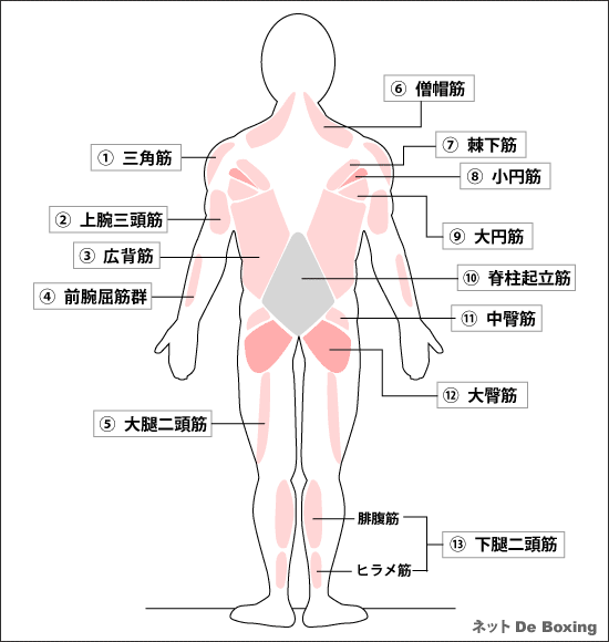 筋肉の名称としくみ 筋肉図 裏側 ボクシング 筋トレ シェイプアップのネット De Boxing