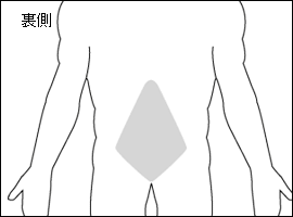 脊柱起立筋の位置図