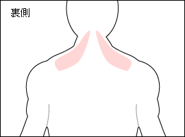 僧帽筋の位置図