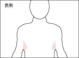 前鋸筋の位置図