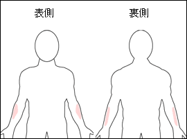 前腕屈筋群の位置図